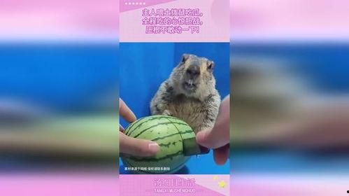 土拨鼠吃瓜视频,揭秘动物界的“美食家”