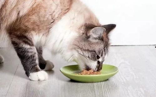 猫咪吃瓜主人拉腿视频,主人拉腿互动萌态十足
