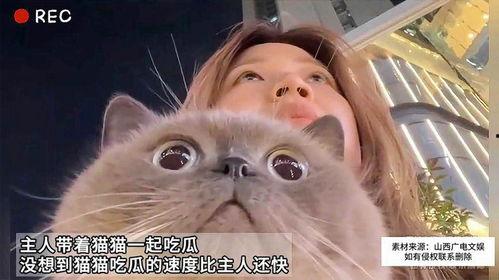 猫咪吃瓜主人拉腿视频,主人拉腿互动萌态十足
