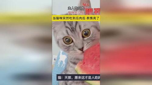 猫咪吃瓜主人拉腿视频,主人拉腿互动萌态十足