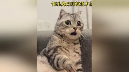 猫咪吃瓜惊呆的视频播放,这瓜太新鲜了！