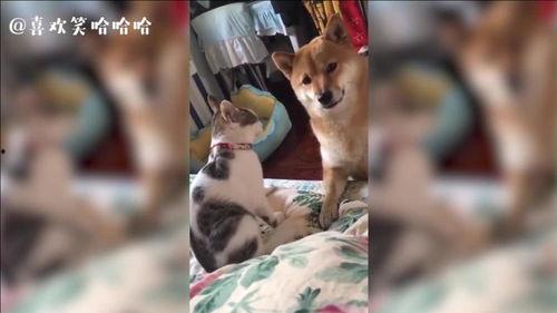 猫咪吃瓜惊呆的视频播放,这瓜太新鲜了！