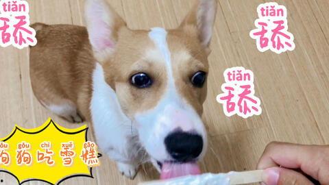 狗狗吃瓜掉下去视频真实,狗狗吃瓜不慎跌落，萌态可掬引网友爆笑