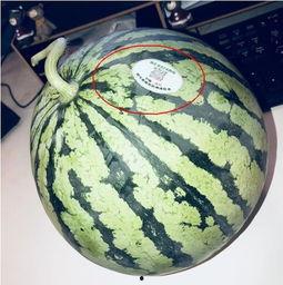 在哪里看网红吃瓜视频呢,各大平台一网打尽！