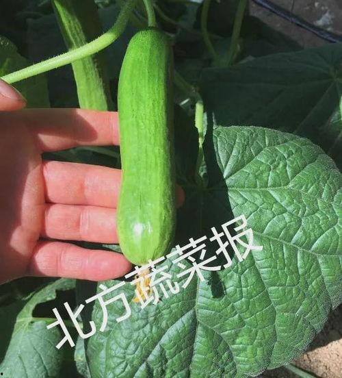 吃云南小瓜能减肥吗视频,轻松享瘦的绿色选择