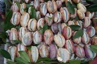 八月瓜摘吃视频教程,八月瓜美味采摘与食用教程