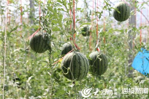 临沂莒南吃瓜事件视频播放,视频曝光引发网友热议