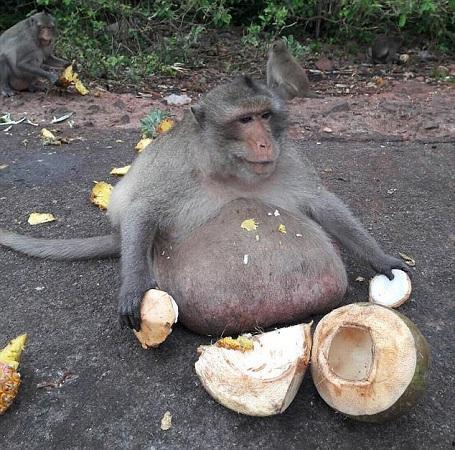 老太太像猴子吃瓜视频,萌态十足引网友爆笑