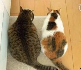 猫小徐吃瓜记完整视频,趣味横生的宠物美食之旅