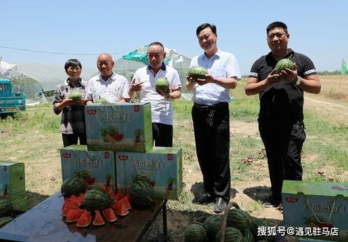 猫小徐吃瓜记完整视频,趣味横生的宠物美食之旅