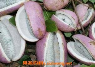 怎么样吃八月瓜好吃呢视频,视频教你如何吃出最佳口感