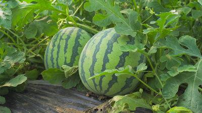 徽县网红吃瓜完整视频,全程视频揭秘幕后真相