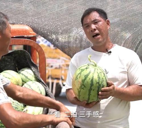 热搜西昌吃瓜事件视频,一场网络热议的真相揭秘