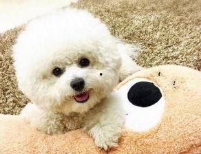 比熊吃瓜视频完整版,萌宠欢乐时光，带你领略萌宠魅力