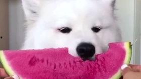 男生夏天吃瓜视频,男生吃瓜视频走红网络