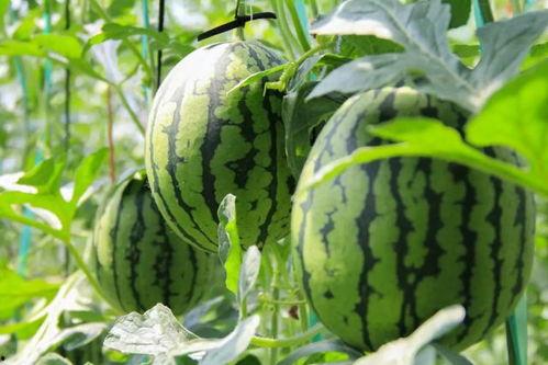 免费吃瓜骗局视频大全