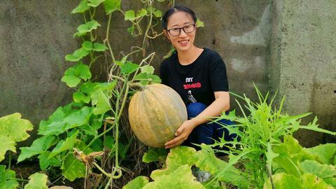 三农君吃瓜视频,揭秘农村生活那些事儿