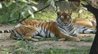 老虎吃瓜兜风原视频,一场意想不到的森林奇遇