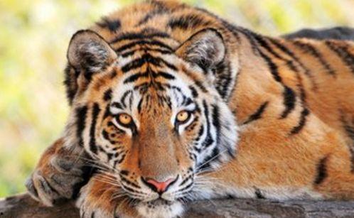 老虎吃瓜兜风原视频,一场意想不到的森林奇遇