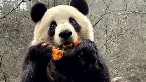 熊猫吃瓜专业视频,趣味视频带你领略国宝萌态