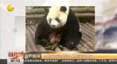 熊猫吃瓜专业视频,趣味视频带你领略国宝萌态