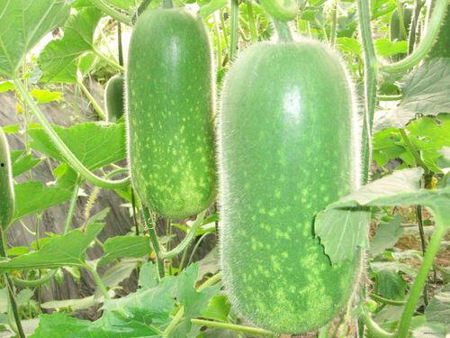 名人吃瓜视频大全,揭秘娱乐圈幕后趣闻